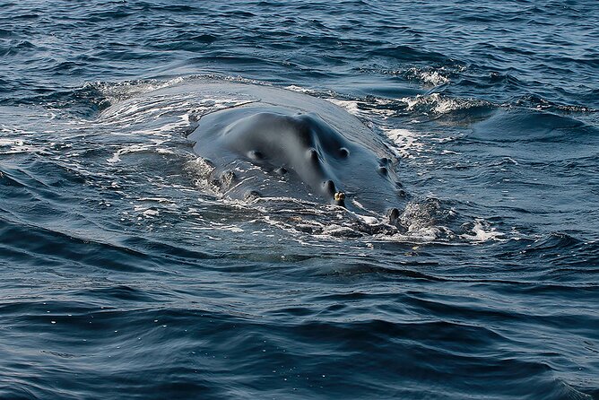 Whale Watching Guaranteed Experience in Puerto Vallarta - Lunch, Snacks, and Water: Why It’s a Real Value