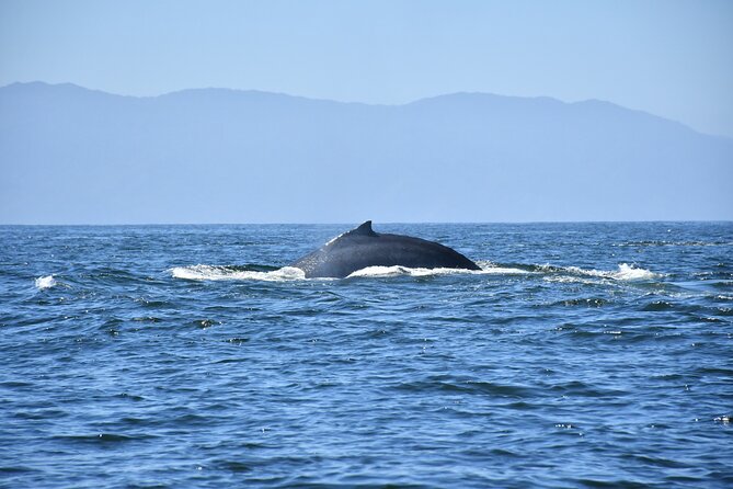 Whale Watching Guaranteed Experience in Puerto Vallarta - Small Group Size (Max 38): The Upside and the One Caution