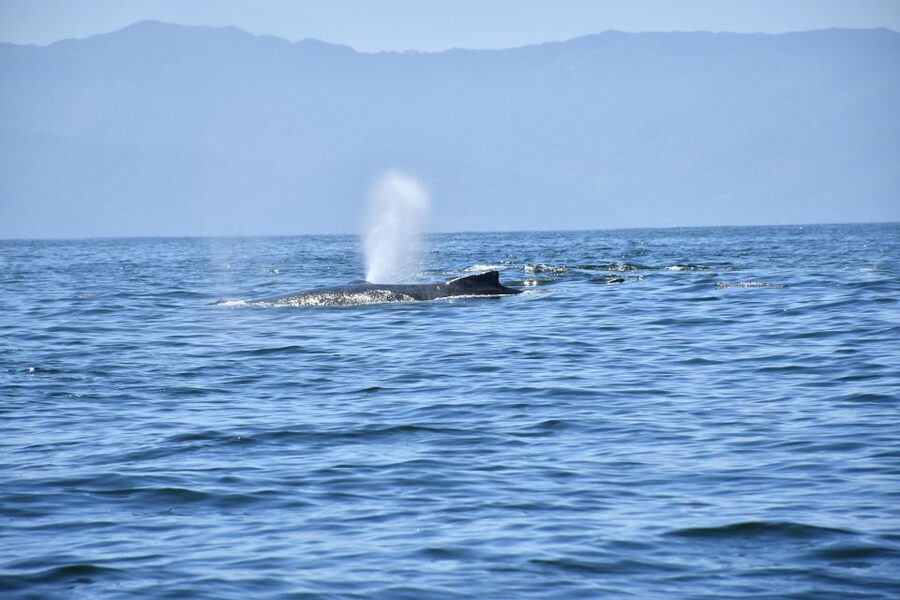 Whale Watching Guaranteed Experience in Puerto Vallarta - Meeting Point at Los Veranos Canopy Tour: Fast to Find, Worth Double-Checking