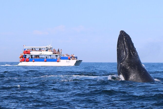 Whale Watching in Puerto Vallarta - Key Things I’d Bet On