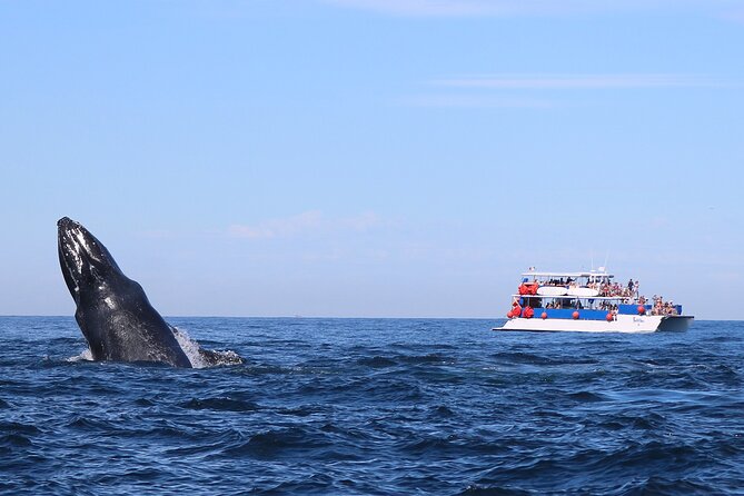 Whale Watching in Puerto Vallarta - Start Time and Terminal Marítima: Getting a Good Spot Early