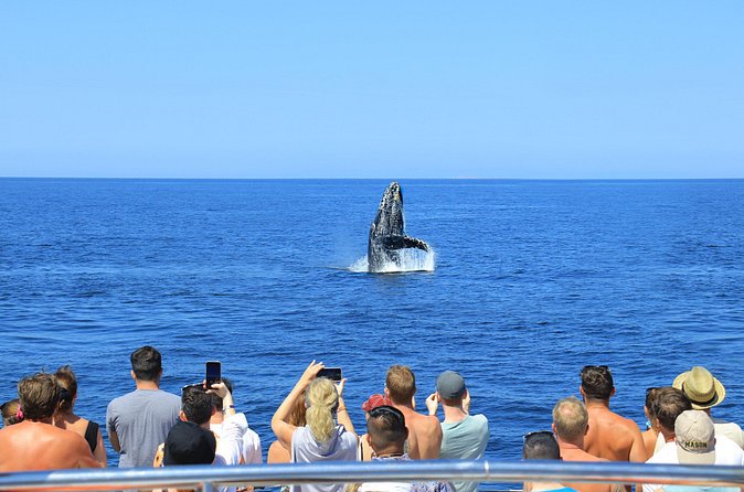Whale Watching in Puerto Vallarta - Bay of Banderas Scanning: How the Whale-Hunting Usually Plays Out