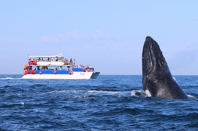 Whale Watching in Puerto Vallarta - Who Should Book This Whale Watch in Puerto Vallarta