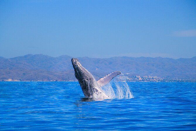 Whale Watching in Puerto Vallarta - Catamaran at Sea Level: Views, Restrooms, and Onboard Energy