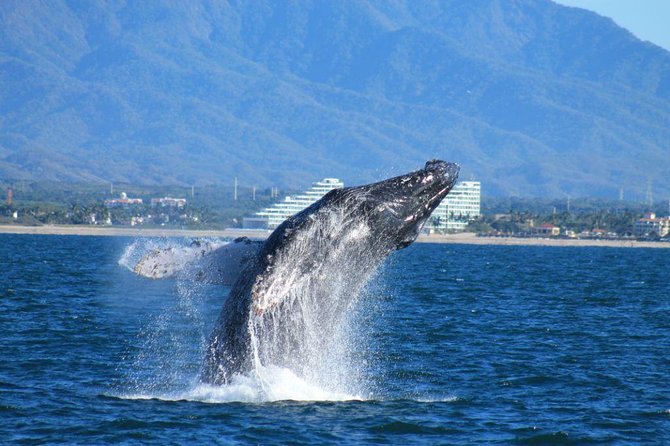 Whale Watching The Best Of Puerto Vallarta - Key Highlights You’ll Care About