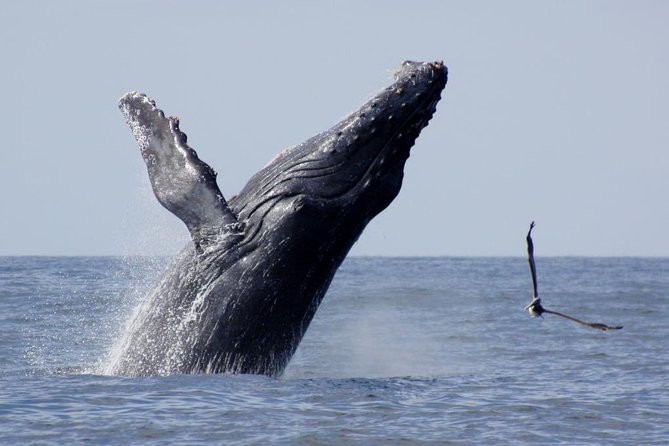 Whale Watching The Best Of Puerto Vallarta - The 3.5-Hour Rhythm on the Water (and Why It Works)