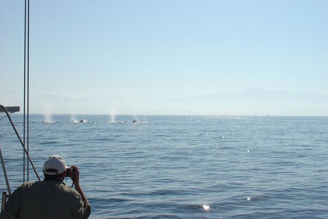 Whale Watching The Best Of Puerto Vallarta - Whale Watching in Banderas Bay: What You’re Looking For