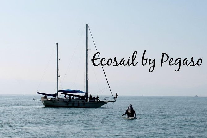 Whale Watching The Best Of Puerto Vallarta - Price and Value: The Real Cost Breakdown