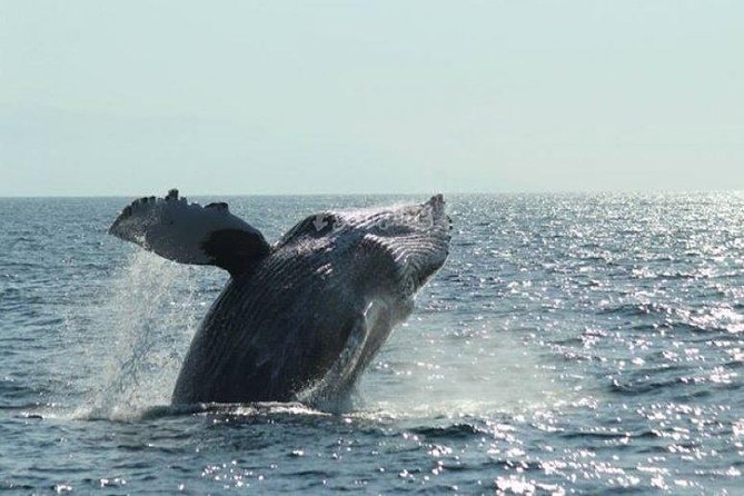 Whale Watching The Best Of Puerto Vallarta - Snacks, Soft Drinks, Beer, and the Comfort Factor