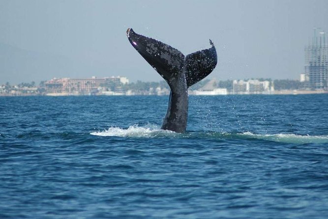 Whale watching tour - Why Humpbacks Show Up in Banderas Bay (Dec–Mar)