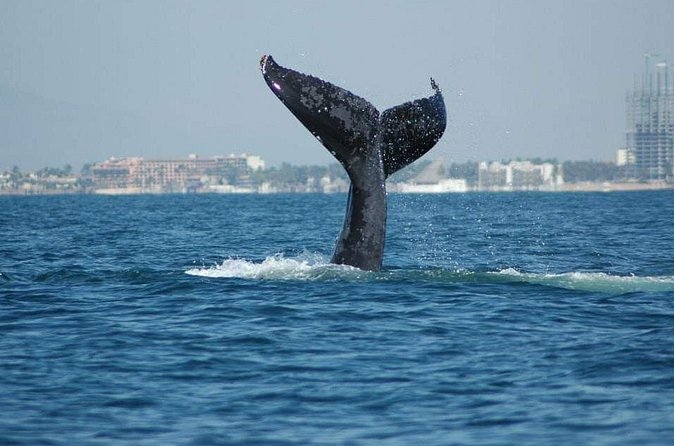 Whale watching tour - What to Watch for (Including the Restroom Reality)