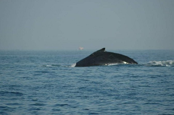 Whale watching tour - Is the $452 Price Fair? Value Math for Your Group