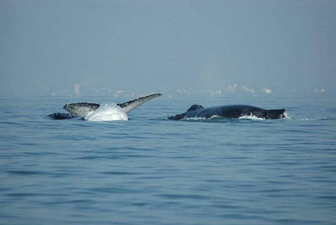 Whale watching tour - Who Should Book This (And Who Might Prefer Something Else)