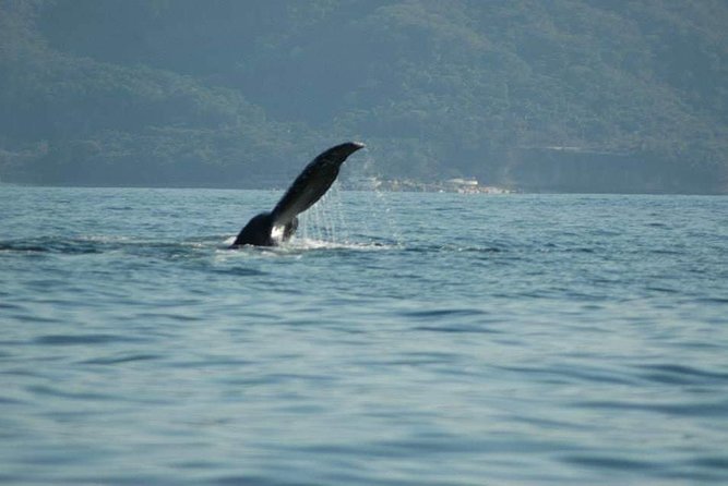 Whale watching tour - Should You Book La Vida Bella Private Boat Tours?