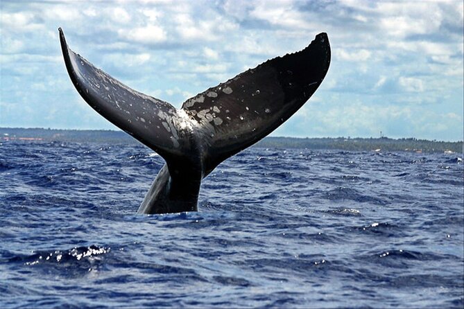 Whale watching - Price and value: is $392.96 for up to 7 a fair deal?