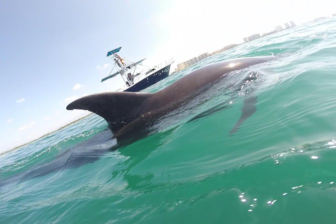 Wild Dolphin Encounter in Puerto Vallarta - Key points before you go