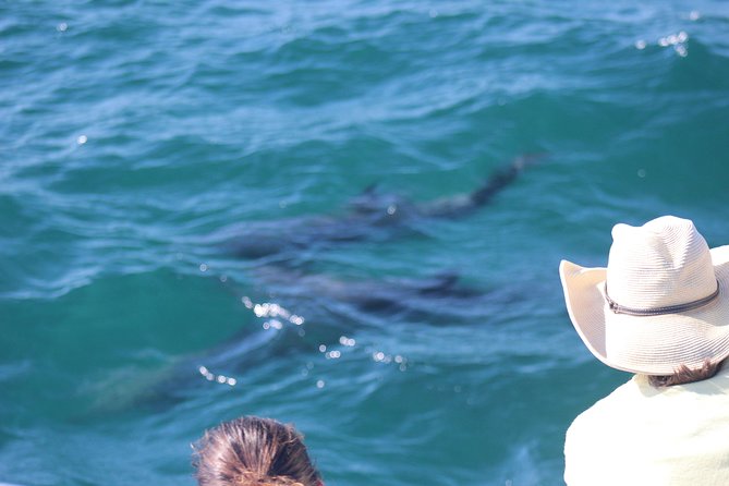 Wild Dolphin Encounter in Puerto Vallarta - Meeting at the marina and setting expectations for a 9:00 am start