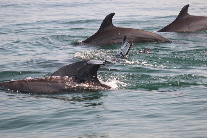 Wild Dolphin Encounter in Puerto Vallarta - Marine biologist and hydrophone: the science that makes the encounter click