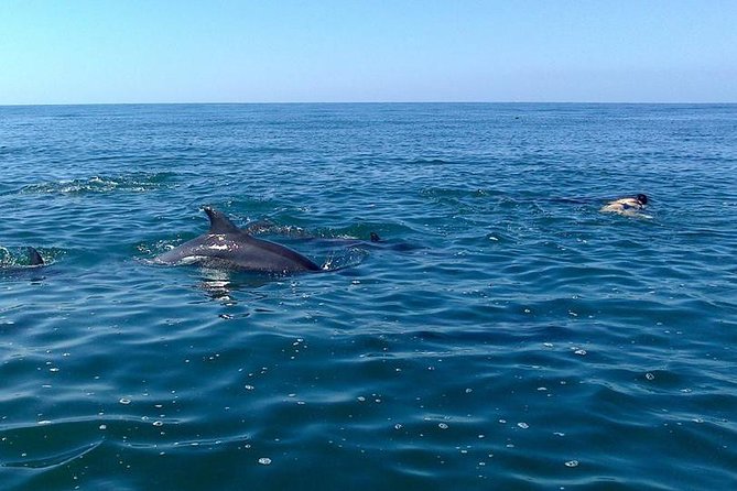 Wild Dolphin Encounter in Puerto Vallarta - What’s included: snorkeling gear, lunch, water, and soft drinks