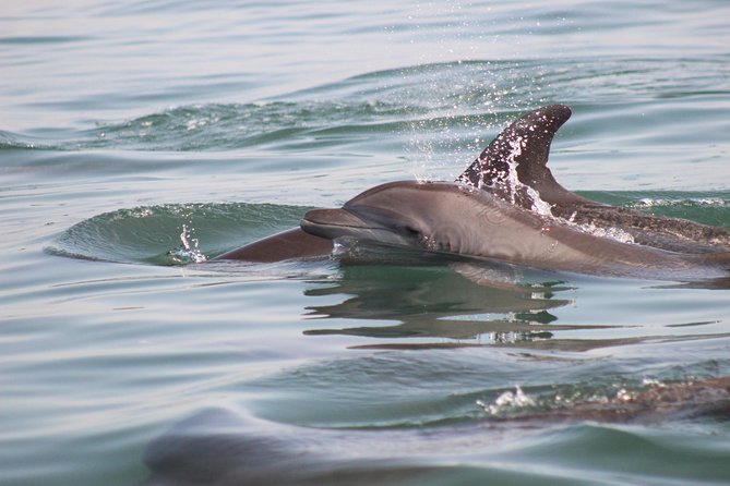 Wild Dolphin Encounter in Puerto Vallarta - Dolphin safety rules: what you won’t do (and why that’s good)