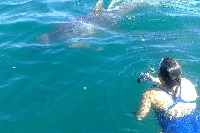 Wild Dolphin Encounter in Puerto Vallarta - Price and value: what $110 buys you in Puerto Vallarta