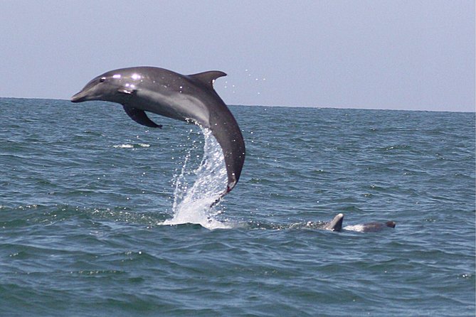 Wild Dolphin Encounter in Puerto Vallarta - Who this tour fits best (and who might want to choose something else)
