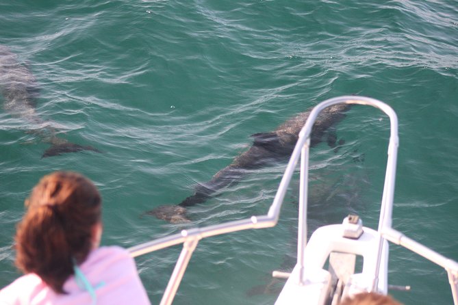 Wild Dolphin Encounter in Puerto Vallarta - How the day runs: distance viewing, then respectful snorkeling time