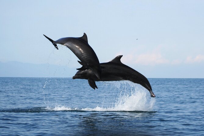 Wild Dolphin Encounter & Snorkeling Adventure - How the 4-hour rhythm works: Marina Vallarta to Los Arcos