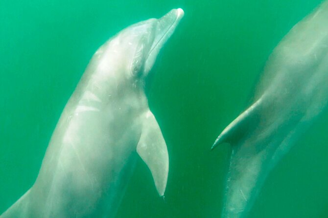 Wild Dolphin Encounter & Snorkeling Adventure - Wildlife spotting in Puerto Vallarta: dolphins plus the extra surprises
