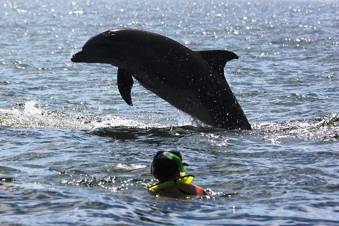 Wild Dolphin Encounter & Snorkeling Adventure - What you eat and drink: included lunch, plus the $5 boarding fee detail