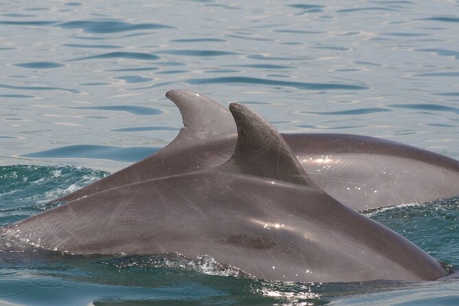 Wild Dolphin Encounter & Snorkeling Adventure - Safety and ethics: how guides keep it humane and manageable