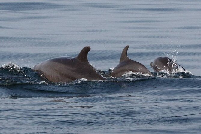 Wild Dolphin Encounter & Snorkeling Adventure - Practical tips so your day goes smoother