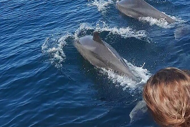 Wild Dolphin Encounter & Snorkeling Adventure - Ecotours Vallarta briefing: learning dolphin behavior before the boat goes looking